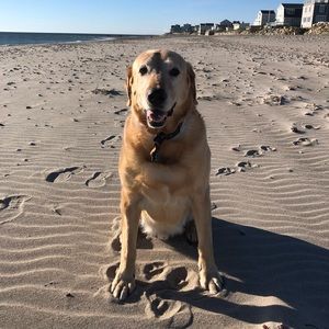 Meet your Posher, Lily